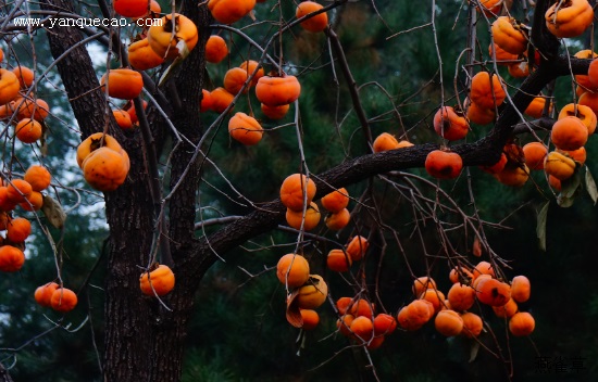 秋天的果实——柿子