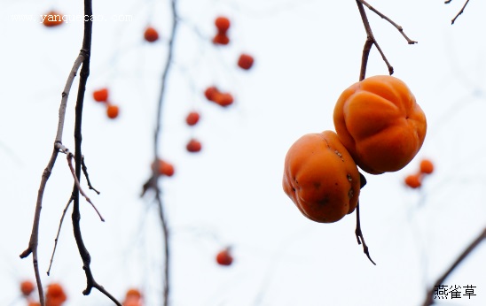 秋天的果实——柿子
