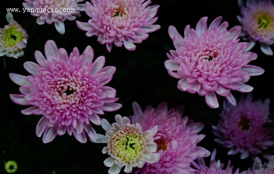 花之“四君子”——菊花 花之“四君子”——菊花