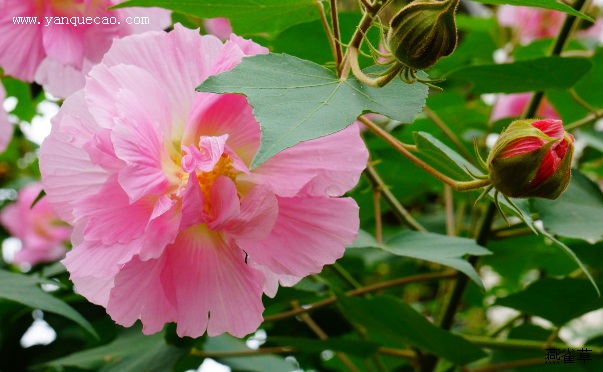 十月木芙蓉—石曼卿