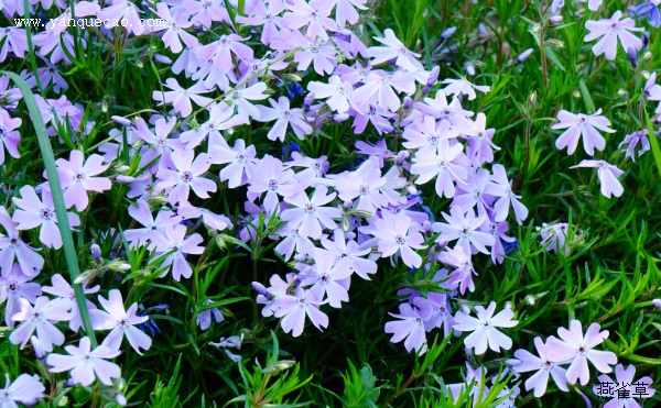 花荵科 花荵科