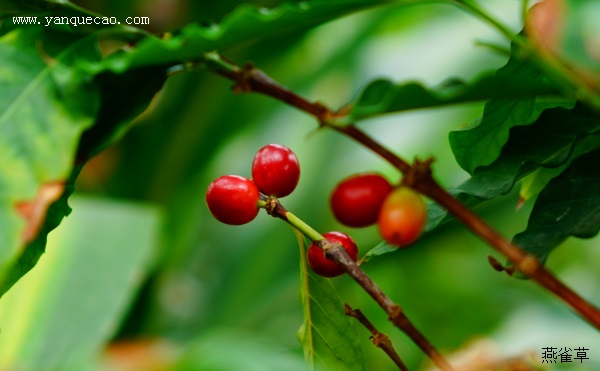 茜草科