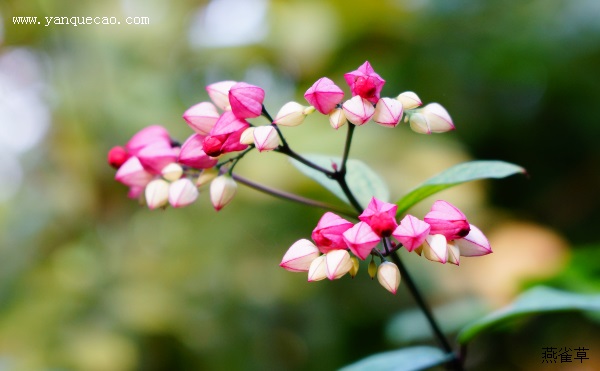 龙吐珠花怎么养