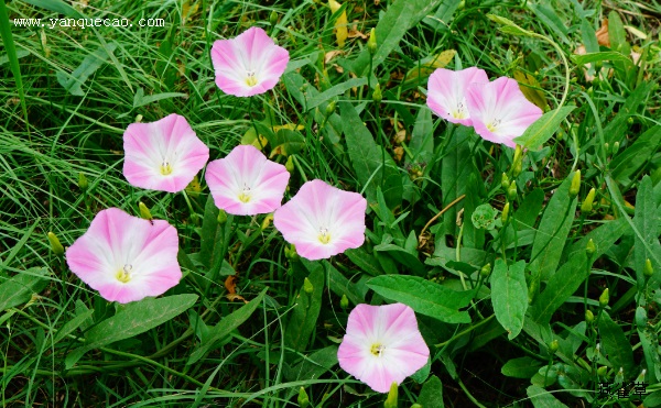 田旋花