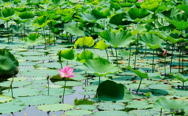 游后湖赏莲花