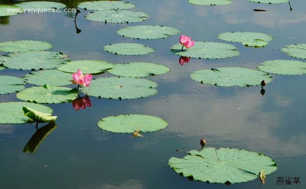 钱氏池上芙蓉