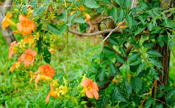 凌霄花