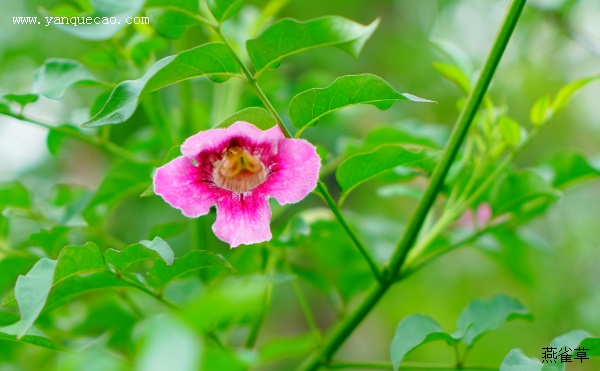 忆学堂前凌霄花