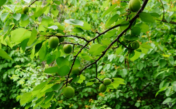 雨中花慢