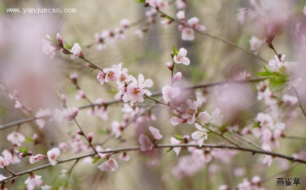 桃花溪