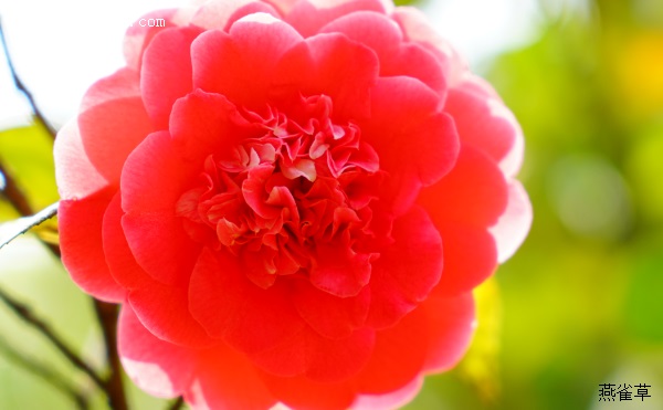 咏蜀茶花
