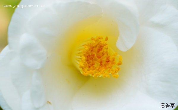 茶花