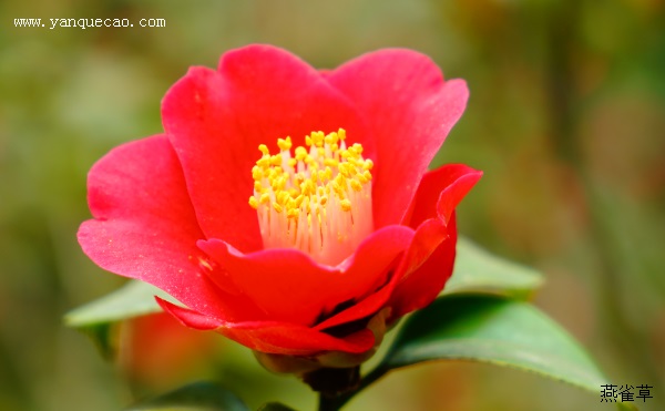 茶花