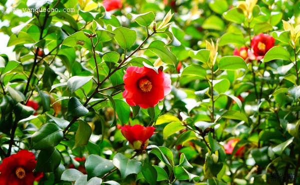 白山茶杂花
