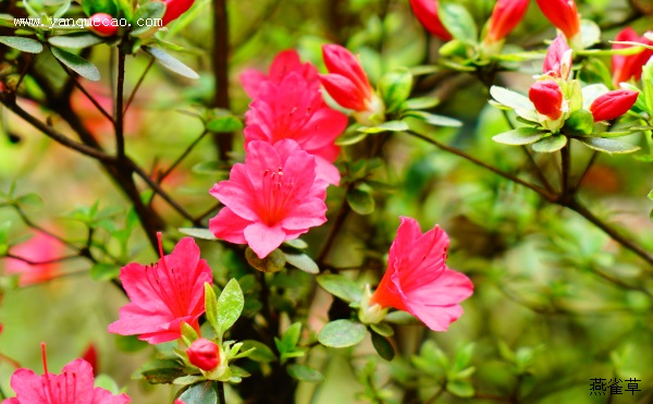 送杜鹃花
