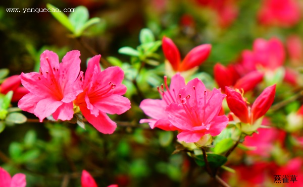 杜鹃花