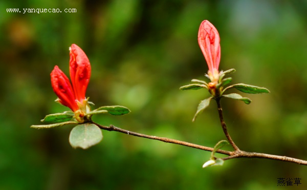杜鹃花词