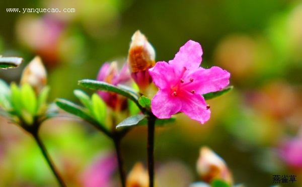 晓行道旁杜鹃花
