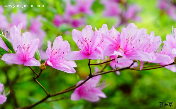杜鹃花