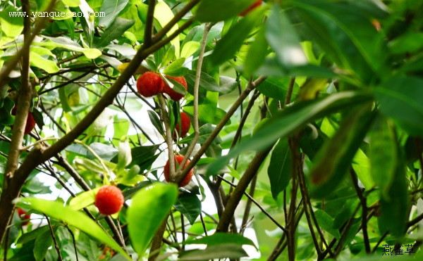 食荔枝