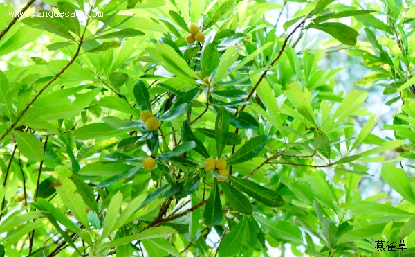 项里观杨梅