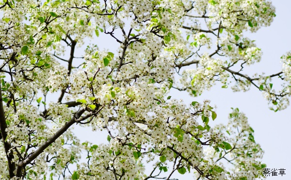 成都看梨花