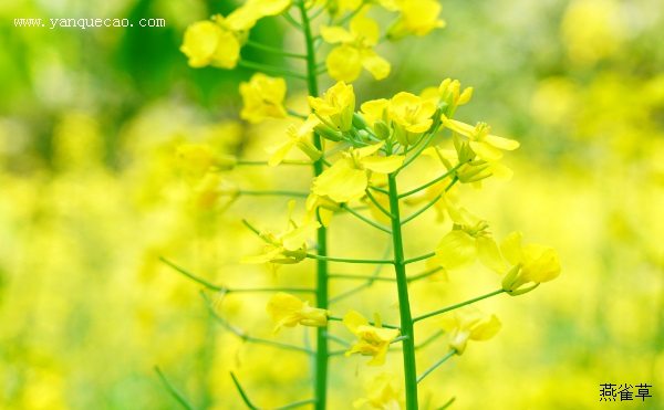 郊行见菜花