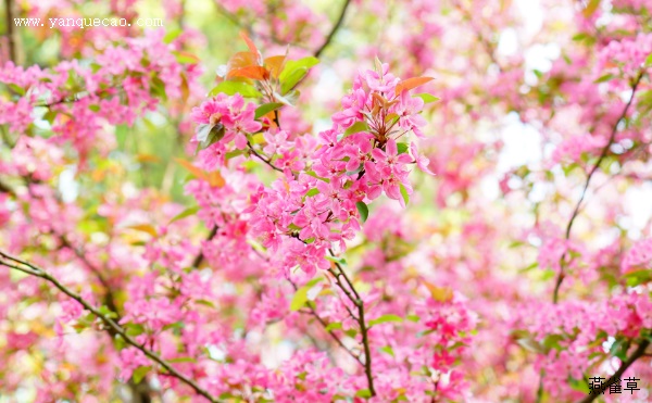 蜀中赏海棠