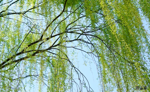 咏柳