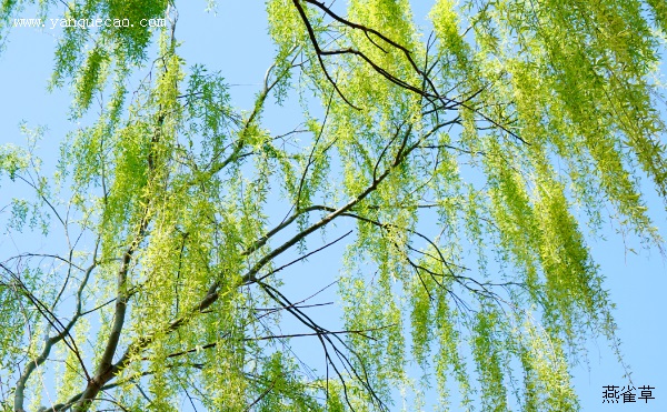 新柳