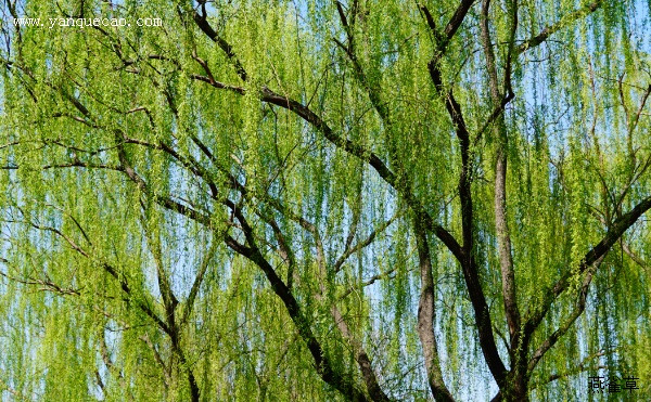 青门柳