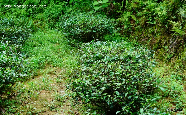 山泉煎茶有怀