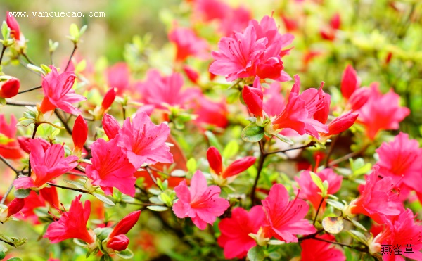 杜鹃花