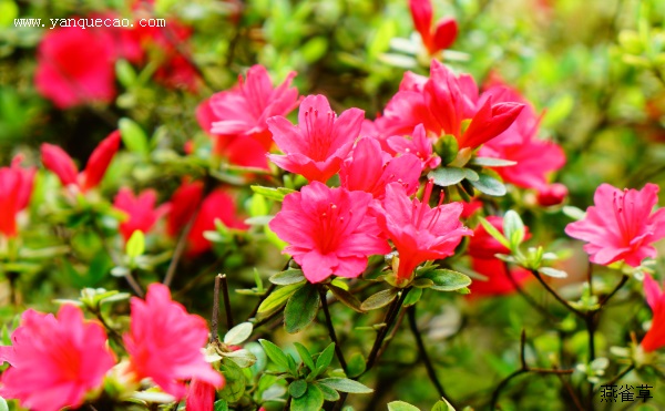 杜鹃花