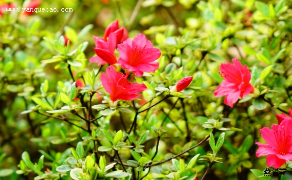 杜鹃花