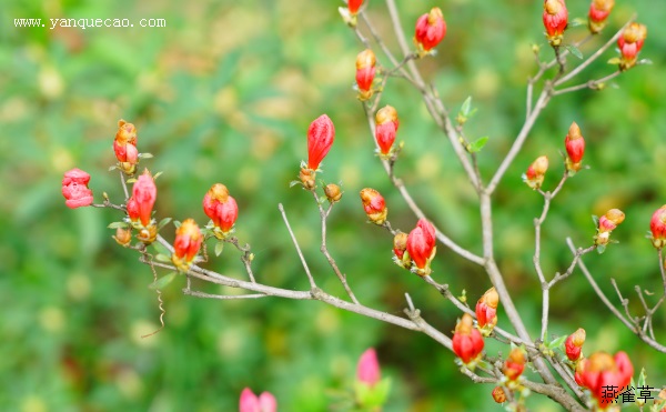 杜鹃花