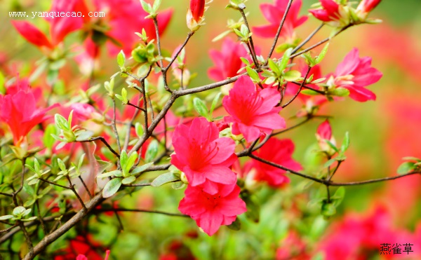 何岭见杜鹃花
