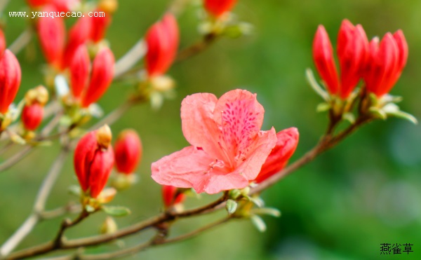 杜鹃花