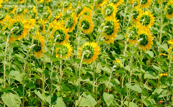 黄葵花
