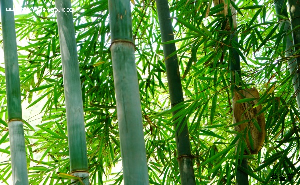 东湖新竹 东湖新竹