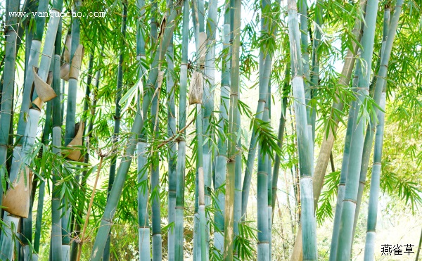 对竹思鹤