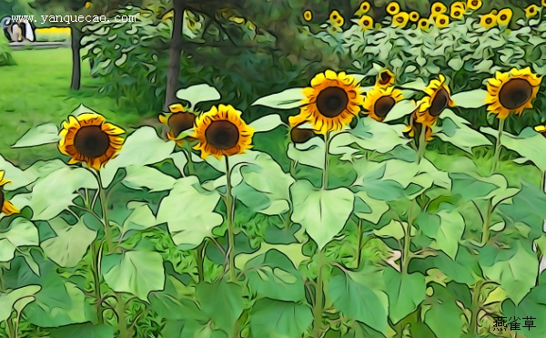 葵花
