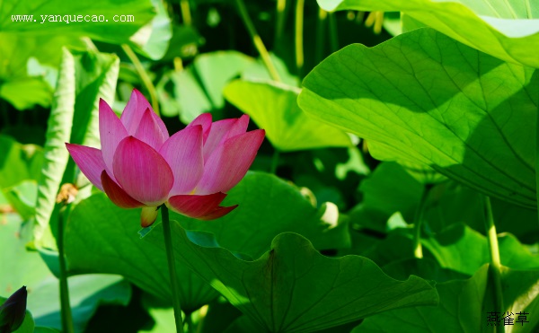 藕花居