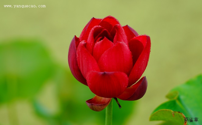 芙蓉花的传说故事 芙蓉花的传说故事