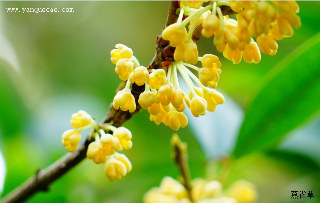 桂花的历史典故 桂花的历史典故
