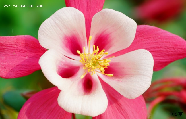 折纸耧斗菜 折纸耧斗菜