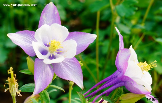 折纸耧斗菜 折纸耧斗菜