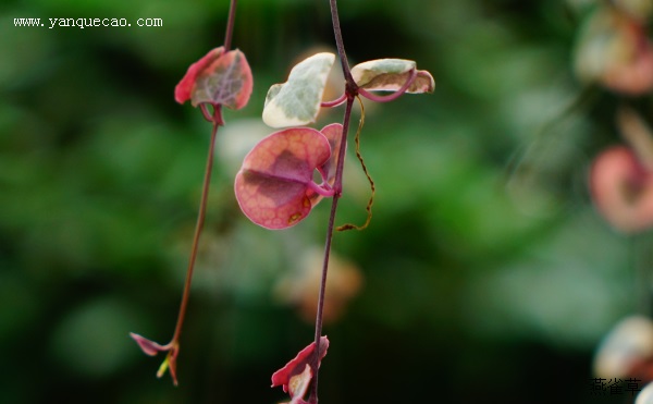 纲别 称:心蔓,吊金钱,蜡花,一寸心,心心相映,一串心,心连心拉丁学名