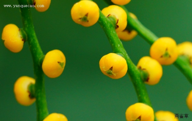 袖珍椰子 袖珍椰子