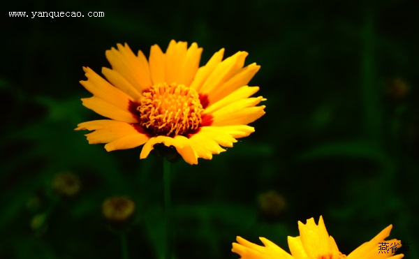 太阳火金鸡菊
